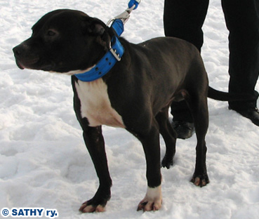 Amerikanpitbullterrieri on lyhytkarvainen, kompakti, lihaksikas ja leveähymyinen koira. Kuvassa aito apbt Suomen talvessa, SATHY tapahtumassa.