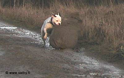 Amerikanbulldoggi pyydystää petoa petojahtikisassa.
